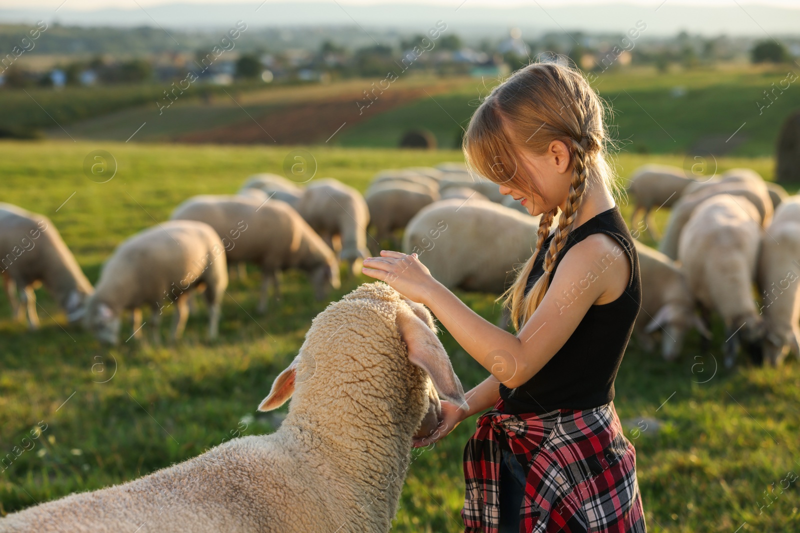 Photo of Girl feeding sheep on pasture. Farm animals