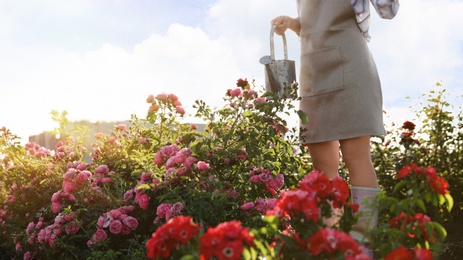 Woman with watering can near rose bushes outdoors. Gardening tool