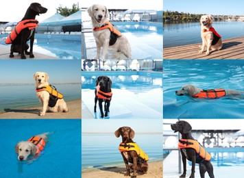 Collage with photos of rescuer dogs, outdoors