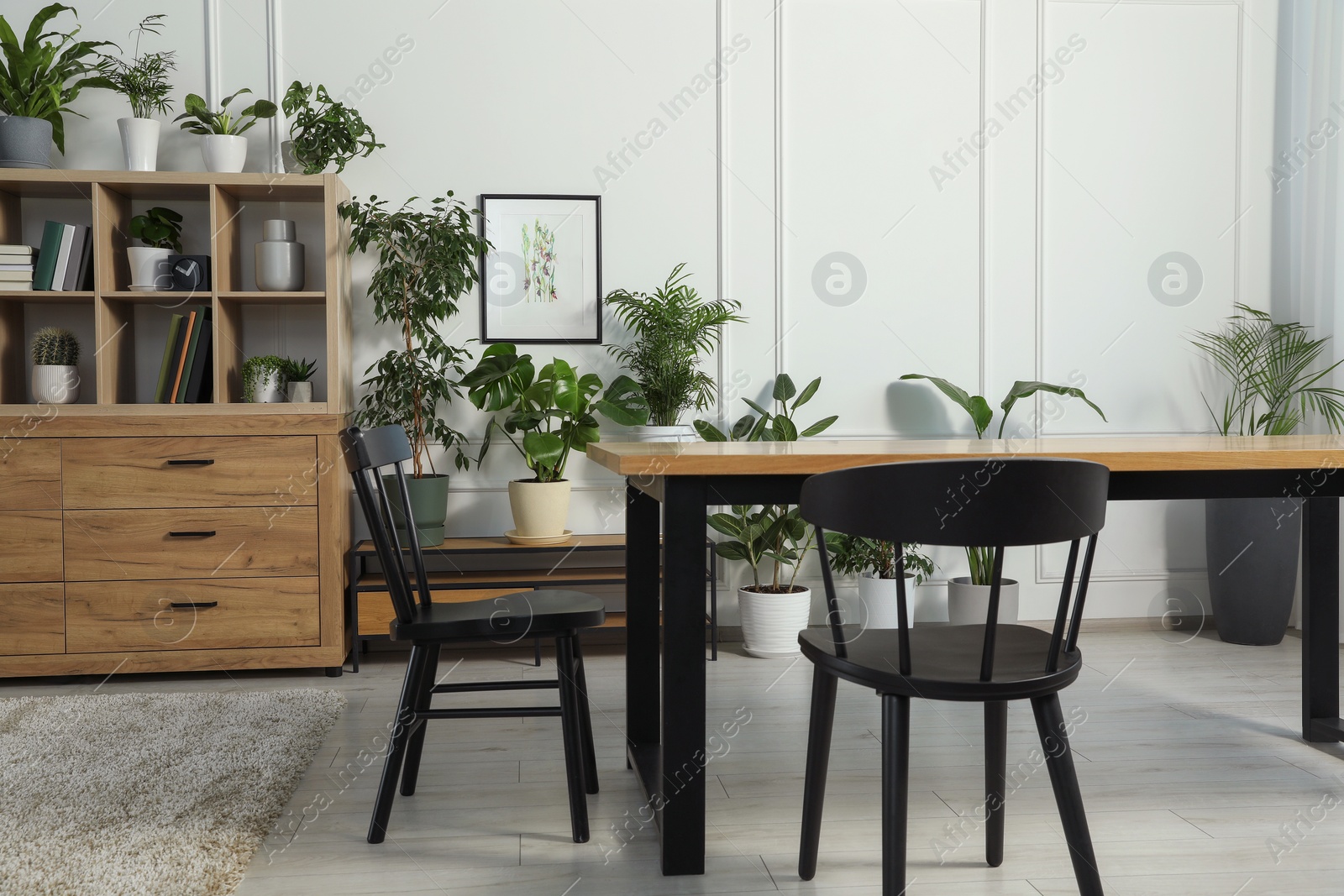 Photo of Table with chairs and wooden shelving unit, books and many potted houseplants in stylish room