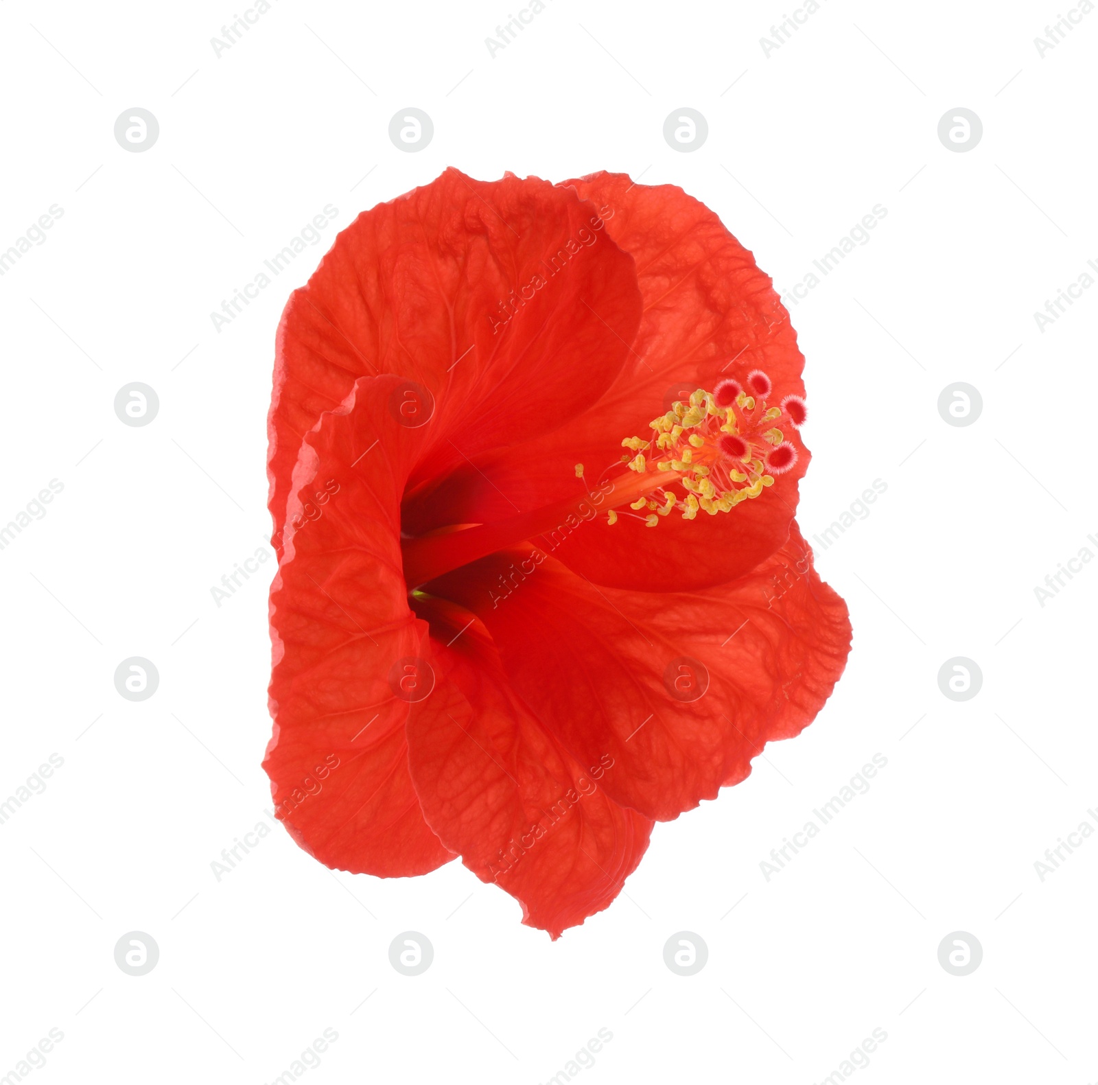 Photo of Beautiful red hibiscus flower isolated on white