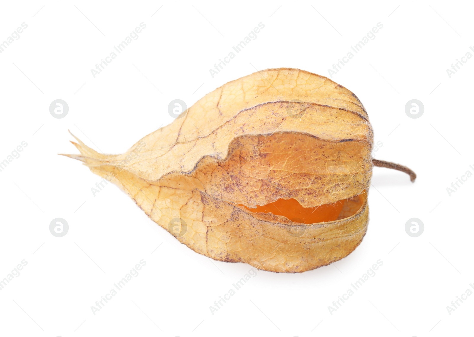 Photo of Ripe physalis fruit with calyx isolated on white