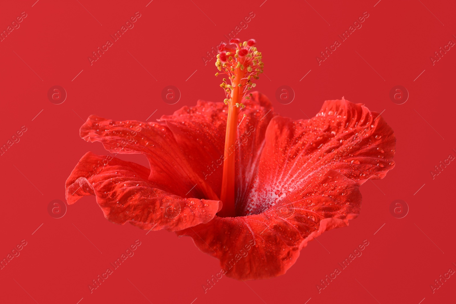Photo of Beautiful hibiscus flower with water drops on red background