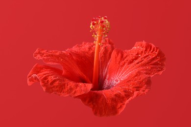 Beautiful hibiscus flower with water drops on red background