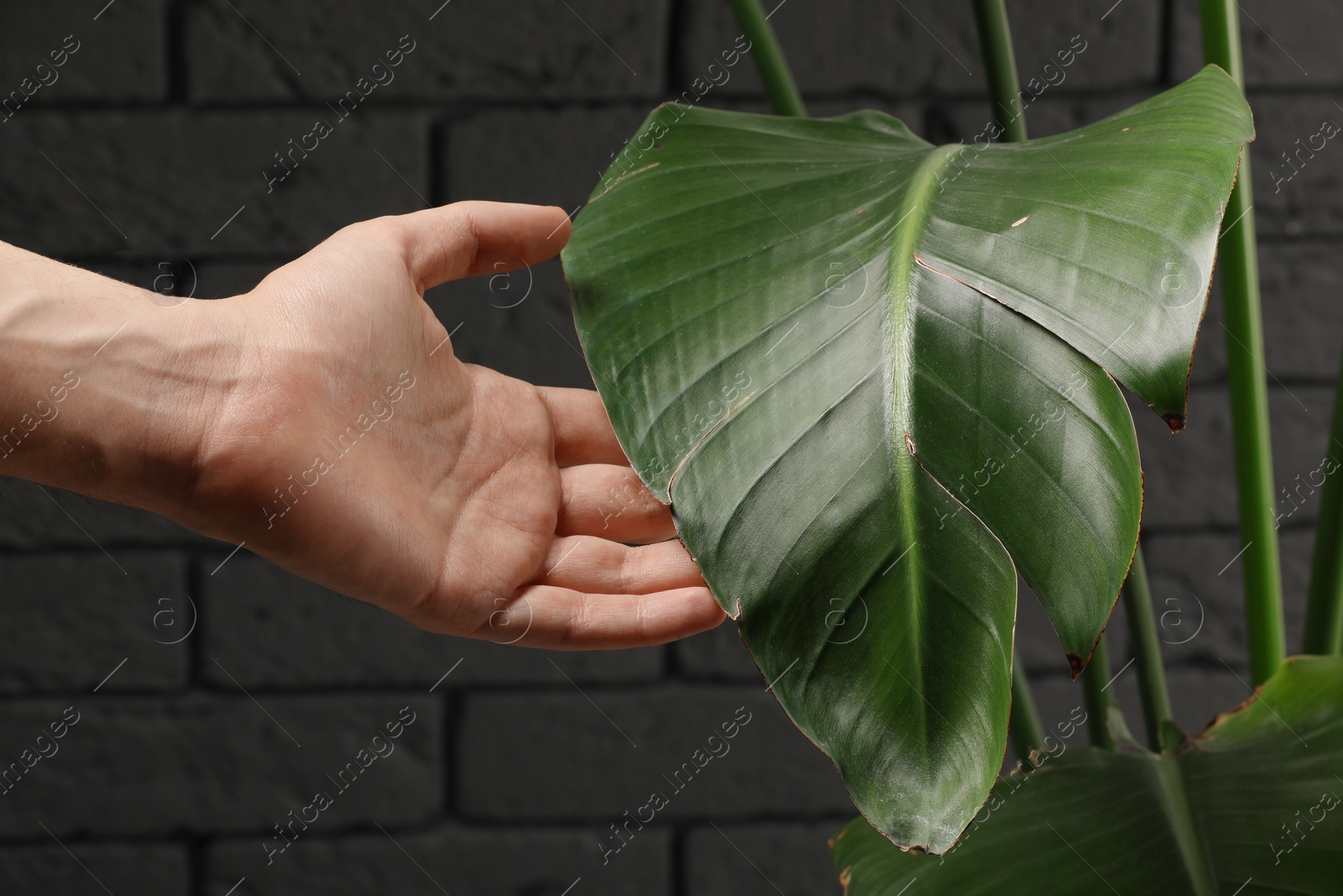 Photo of Man touching houseplant with damaged leaves near grey brick wall, closeup