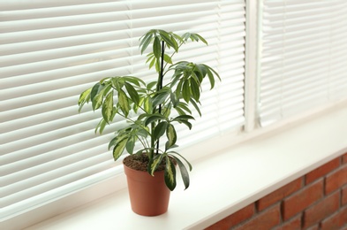 Photo of Beautiful potted plant on sill near window blinds, space for text