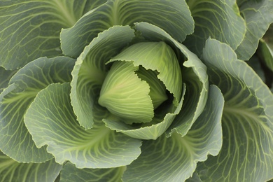 Photo of Cabbage as background, top view. Harvesting time