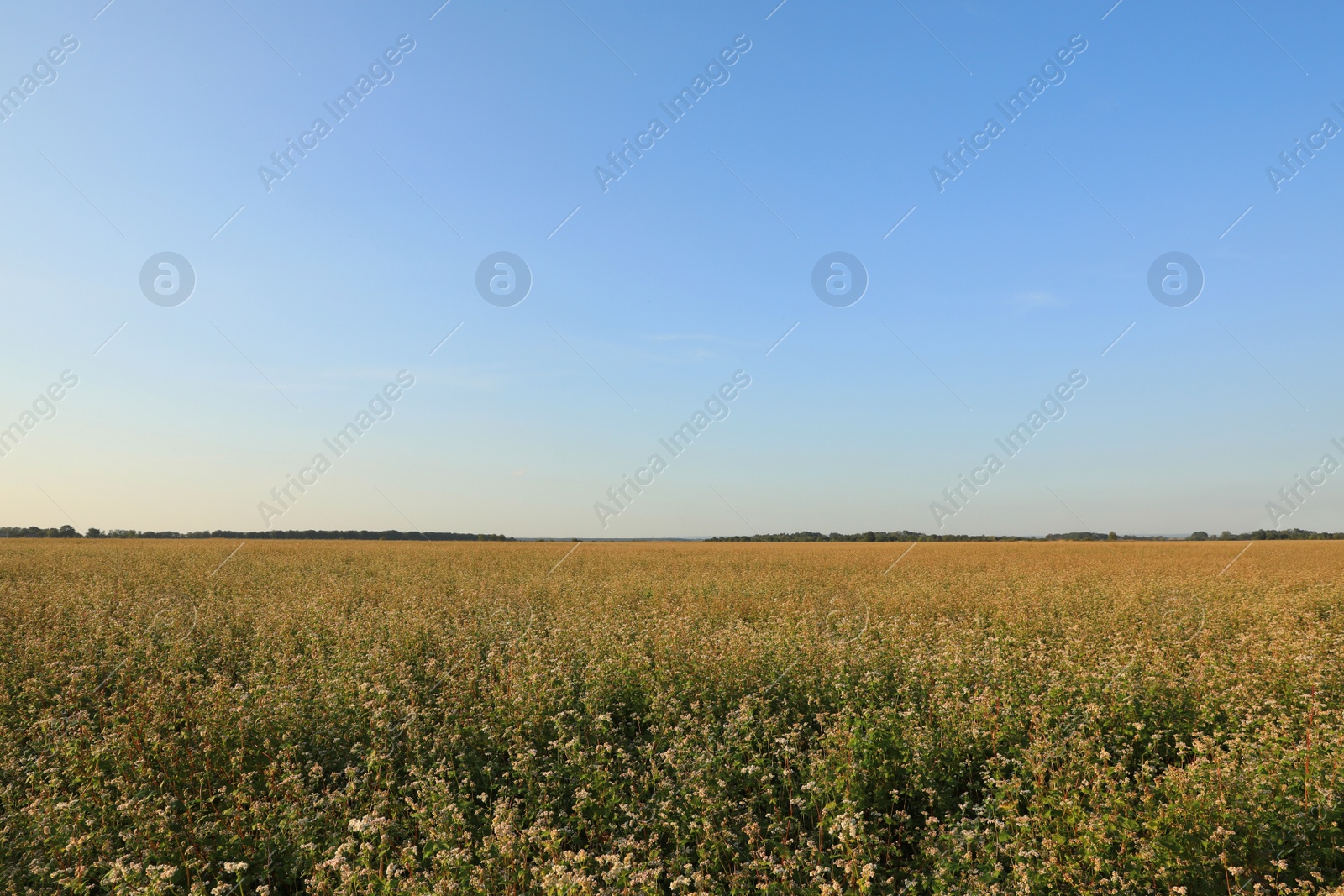 Photo of Beautiful view of buckwheat field under blue sky