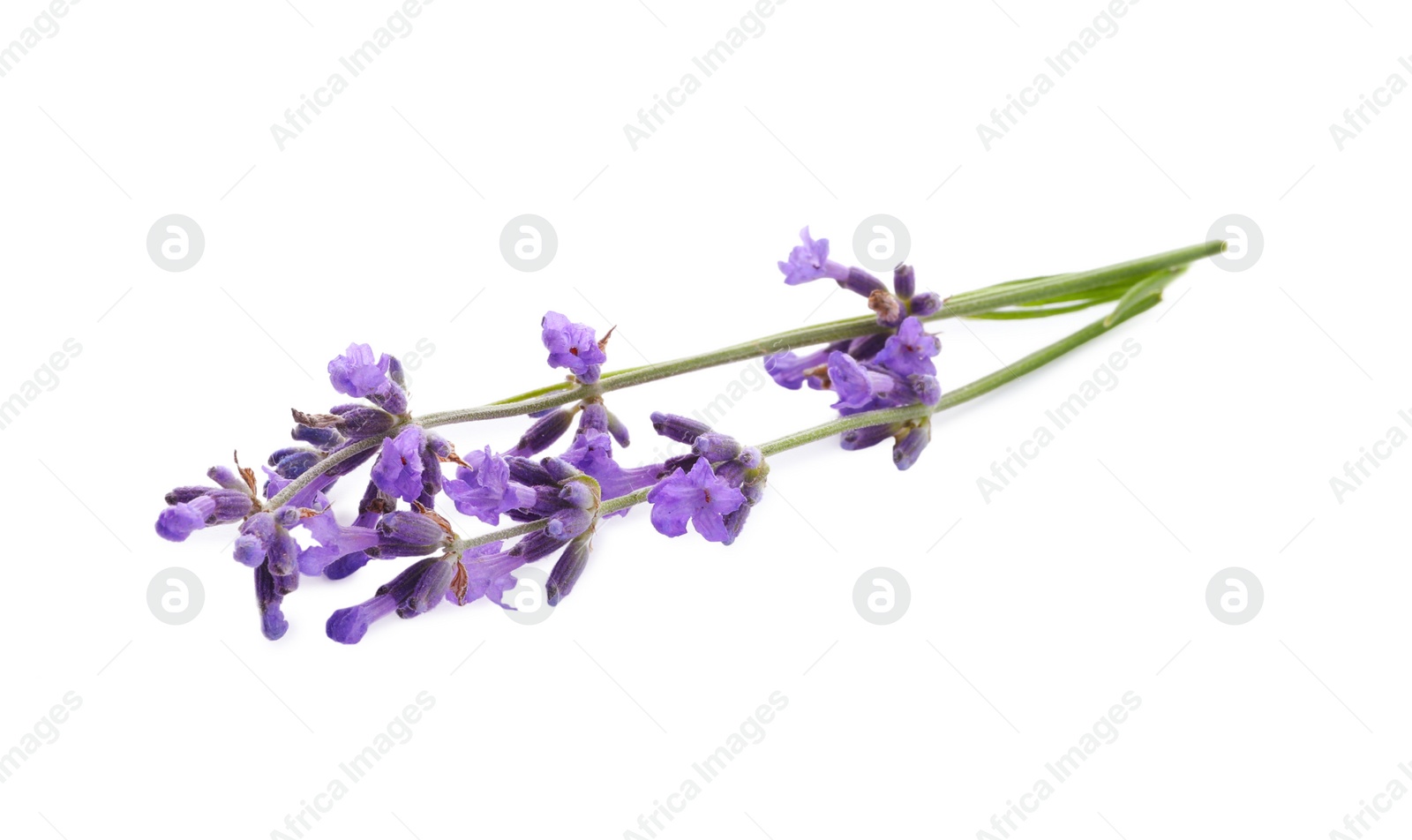 Photo of Beautiful fresh lavender flowers isolated on white