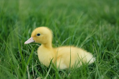 Cute fluffy gosling on green grass outdoors. Farm animal