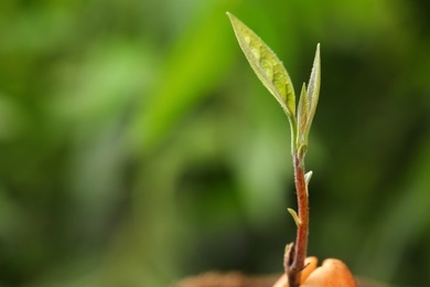 Avocado pit with sprout on blurred background. Space for text