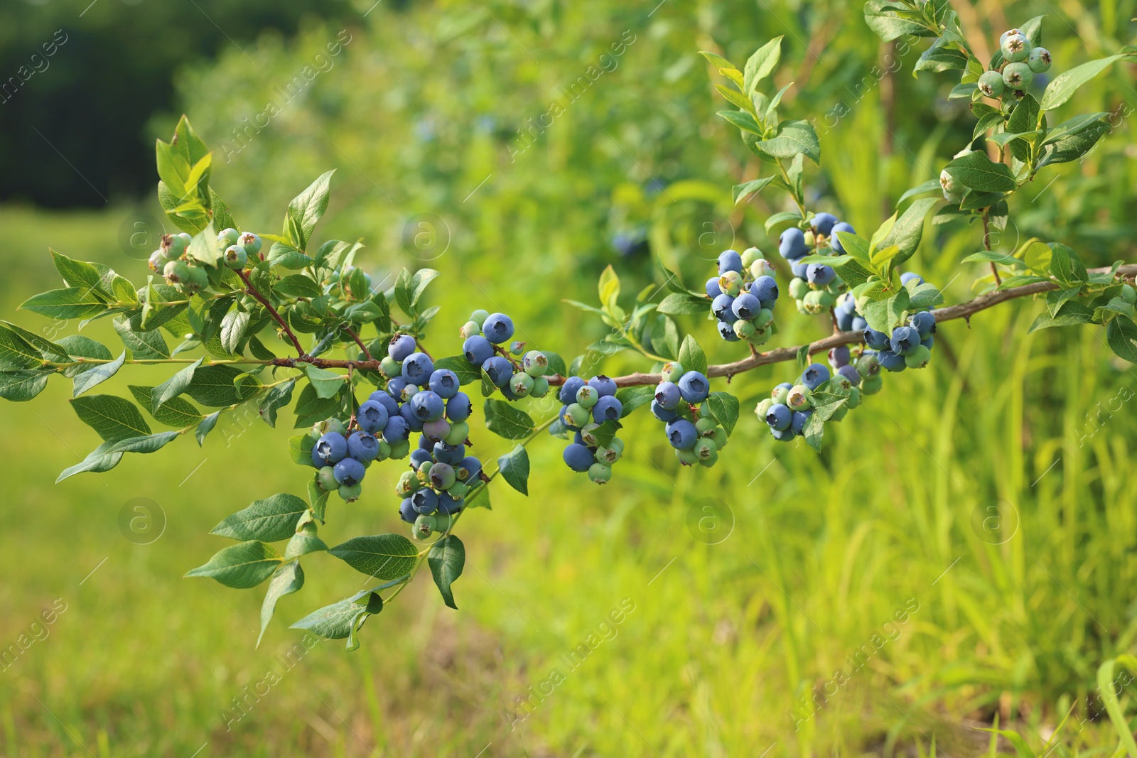 Photo of Bush of wild blueberry with berries growing outdoors