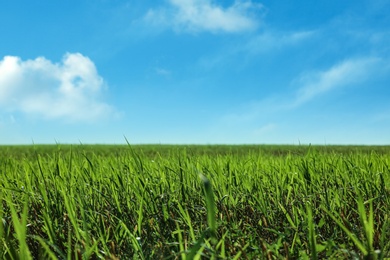 Photo of Beautiful green grass outdoors on sunny day