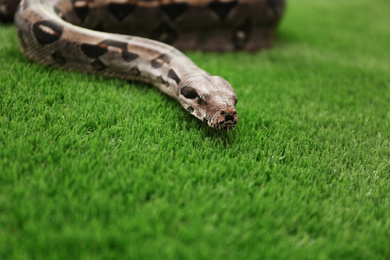 Photo of Brown boa constrictor on green grass outdoors