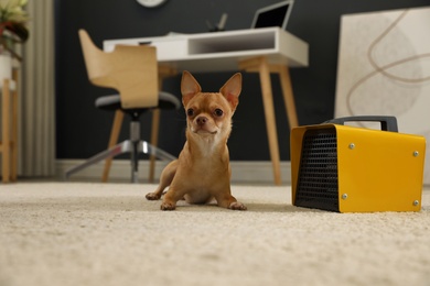 Photo of Chihuahua near modern electric fan heater on floor