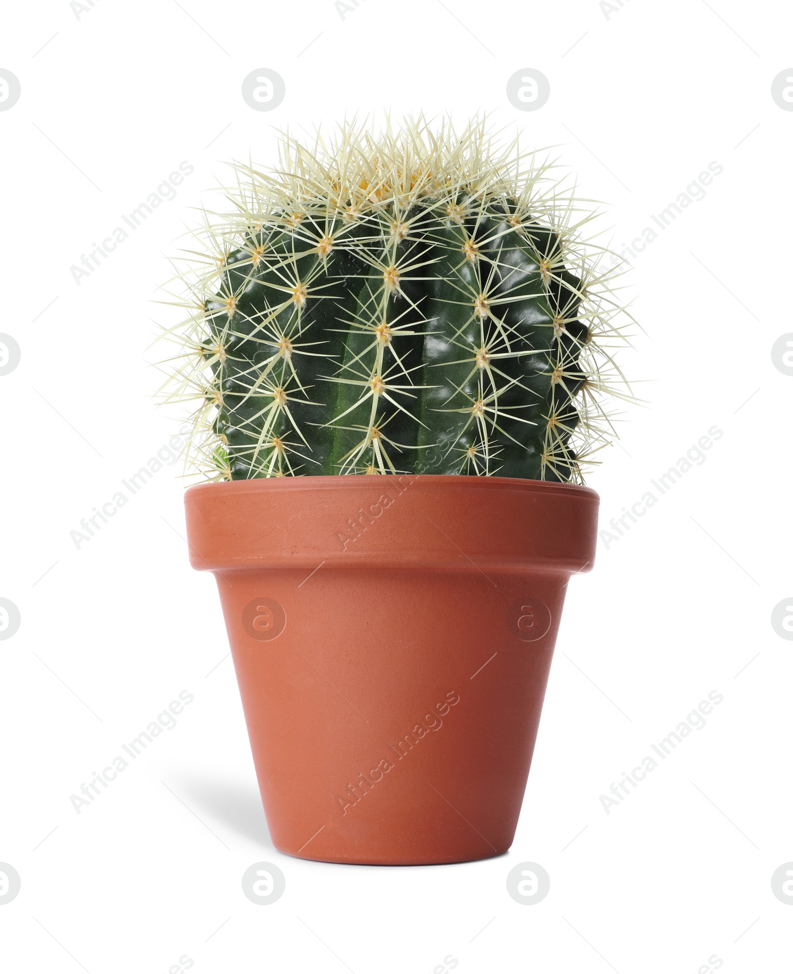 Beautiful cactus plant in terracotta pot isolated on white. House decor Image of Beautiful cactus plant in terracotta pot isolated on white. House decor