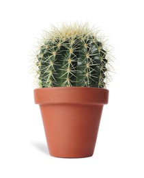 Image of Beautiful cactus plant in terracotta pot isolated on white. House decor