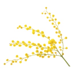 Photo of Beautiful mimosa plant with yellow flowers on white background
