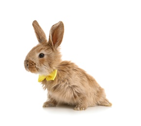 Photo of Adorable furry Easter bunny with cute bow tie on white background