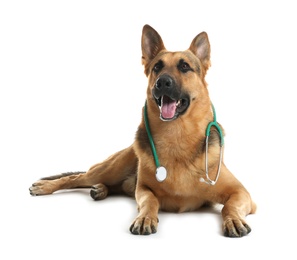 Photo of Cute dog with stethoscope as veterinarian on white background