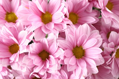 Photo of Beautiful pink chamomile flowers as background, closeup