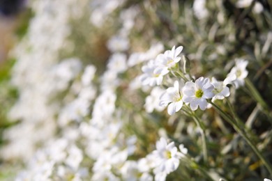 Photo of Beautiful white snow-in-summer flowers outdoors, closeup. Space for text
