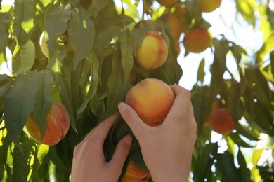Photo of Woman picking ripe peach from tree outdoors, closeup