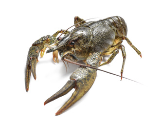 Photo of Fresh raw crayfish isolated on white. Healthy seafood