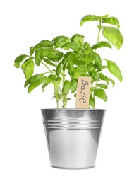 Green basil with tag in pot isolated on white