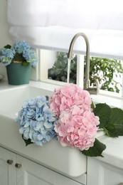 Photo of Beautiful light blue and pink hortensia flowers in kitchen sink