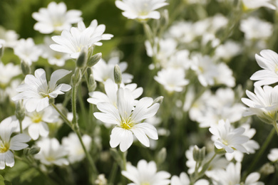 Photo of Closeup view of beautiful white meadowfoam field