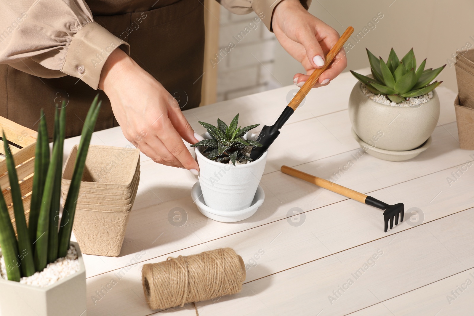 Photo of Woman transplanting beautiful succulent plant at white wooden table, closeup