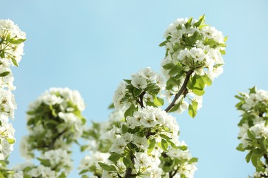 Photo of Tree with beautiful white blossom outdoors on spring day