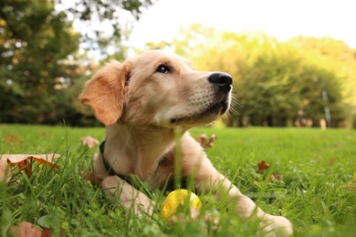 Photo of Cute Labrador Retriever puppy playing with ball on green grass in park, space for text