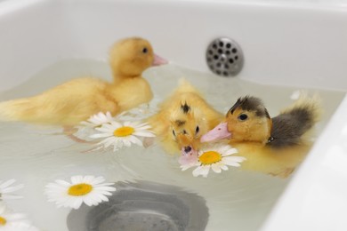 Photo of Cute fluffy ducklings swimming in sink with chamomiles indoors. Baby animals