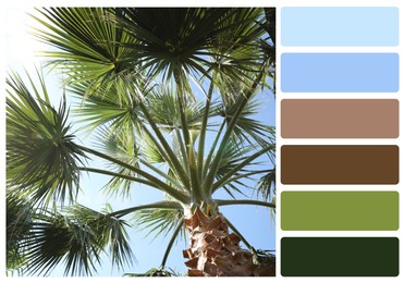 Image of Color palette appropriate to photo of beautiful palm trees outdoors on sunny summer day, low angle view