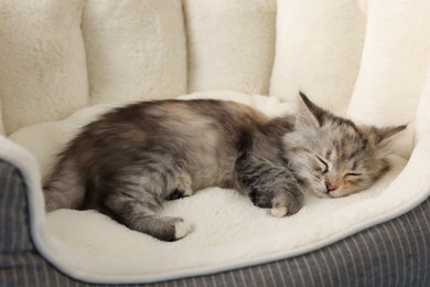 Photo of Cute fluffy kitten sleeping on pet bed