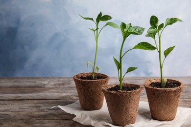 Photo of Vegetable seedlings in peat pots on wooden table against blue background. Space for text