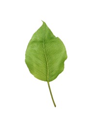 Photo of Beautiful green leaf of pear tree on white background