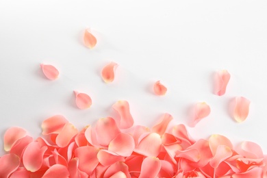 Photo of Beautiful rose petals on white background