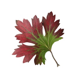Photo of Beautiful leaf isolated on white. Autumn season