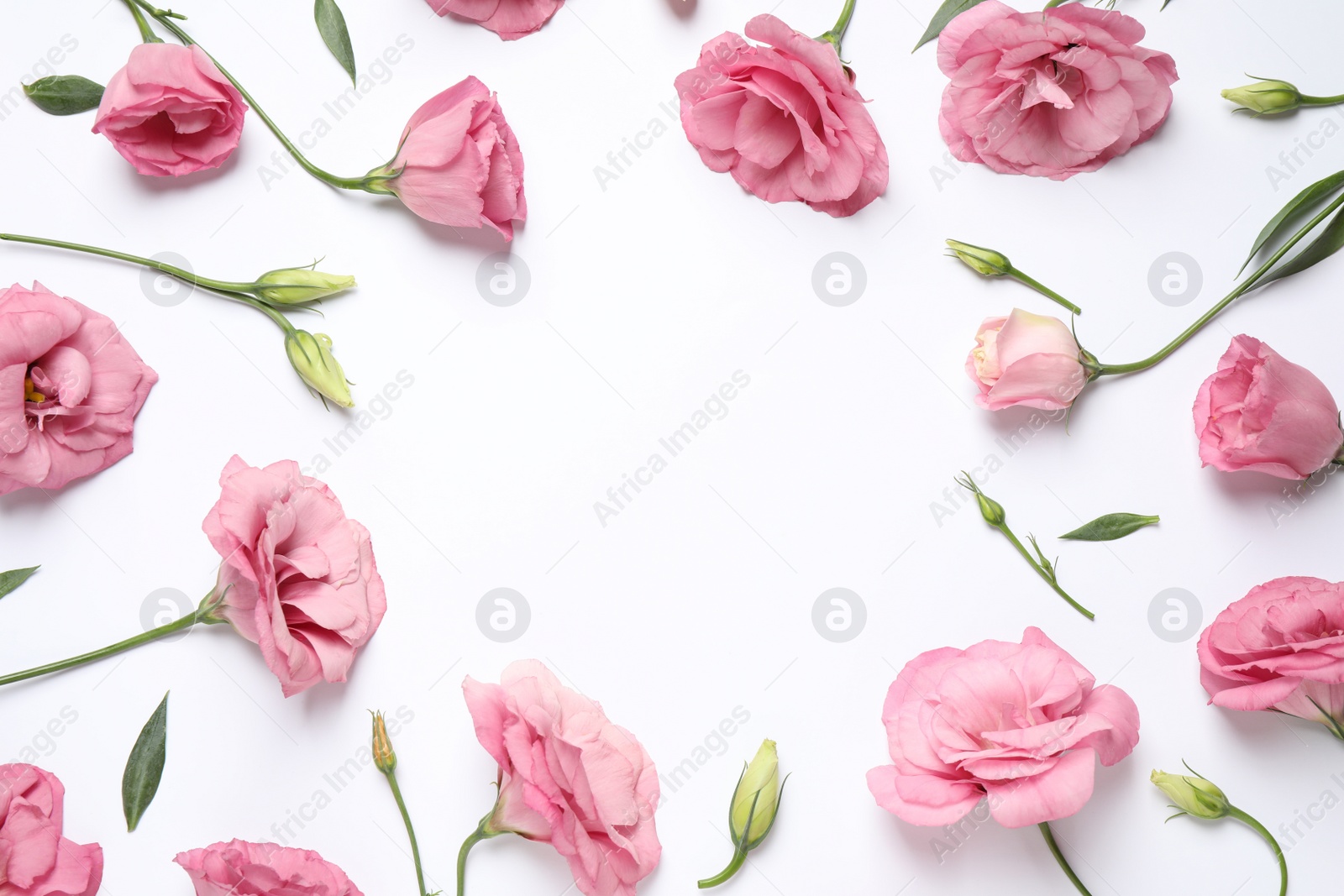 Photo of Frame of beautiful pink Eustoma flowers on white background, flat lay. Space for text