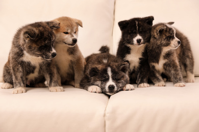 Photo of Cute Akita inu puppies on sofa indoors. Friendly dogs