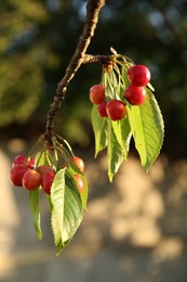 Photo of Cherry tree with green leaves and unripe berries growing outdoors, closeup