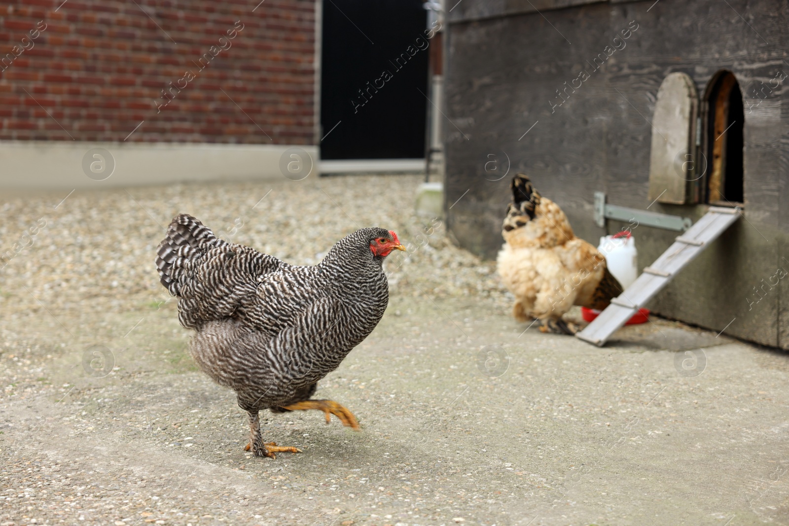 Photo of Beautiful colorful chickens in yard. Domestic animal