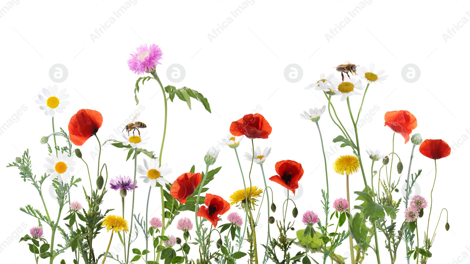 Image of Colorful meadow flowers and bees on white background, banner design