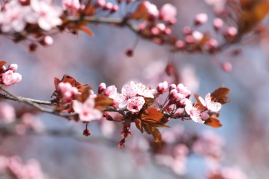 Photo of Beautiful spring pink blossoms on tree branches against blurred background, closeup