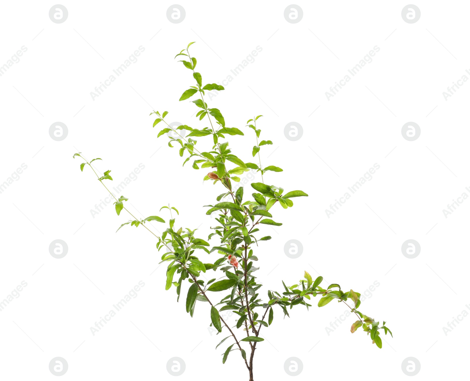 Photo of Pomegranate plant with green leaves on white background