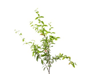 Photo of Pomegranate plant with green leaves on white background