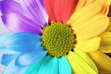 Beautiful chrysanthemum flower in rainbow colors as background, closeup